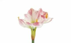 Amaryllis | Creme/ Rosa -Accessoires Verkäufe 11501158 3 202209231236