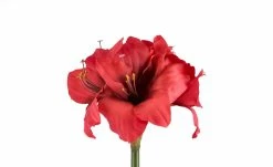 Amaryllis | Rot -Accessoires Verkäufe 11502241 3 202209231236