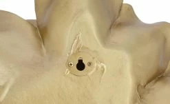 Wanddekoration Blume | 32|cm -Accessoires Verkäufe 13586548 2 202201031428