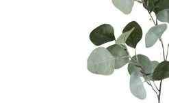 Eukalyptuszweig -Accessoires Verkäufe 596198 4 202111082248