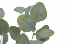 Eukalyptuszweig -Accessoires Verkäufe 596198 7 202111222235