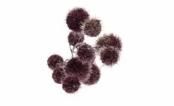 Gomphocarpus-Fruchtzweig | Dunkel Violett -Accessoires Verkäufe 596266 2 202105032232
