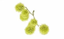 Gomphocarpus-Fruchtzweig | Grün -Accessoires Verkäufe 596268 1 202105032232