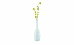 Gomphocarpus-Fruchtzweig | Grün