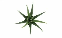 Aloe im Topf -Accessoires Verkäufe 597277 10 202110072233