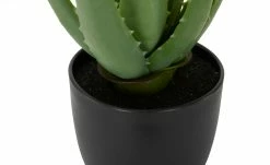 Aloe im Topf -Accessoires Verkäufe 597277 6 202110072233