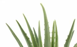 Aloe im Topf -Accessoires Verkäufe 597277 7 202110072233