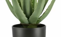 Aloe im Topf -Accessoires Verkäufe 597277 8 202110072233