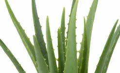 Aloe im Topf -Accessoires Verkäufe 597277 9 202110072233