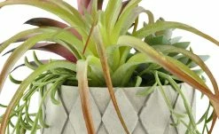 Sukkulentenmix im Zementtopf -Accessoires Verkäufe 597290 5 202103081240