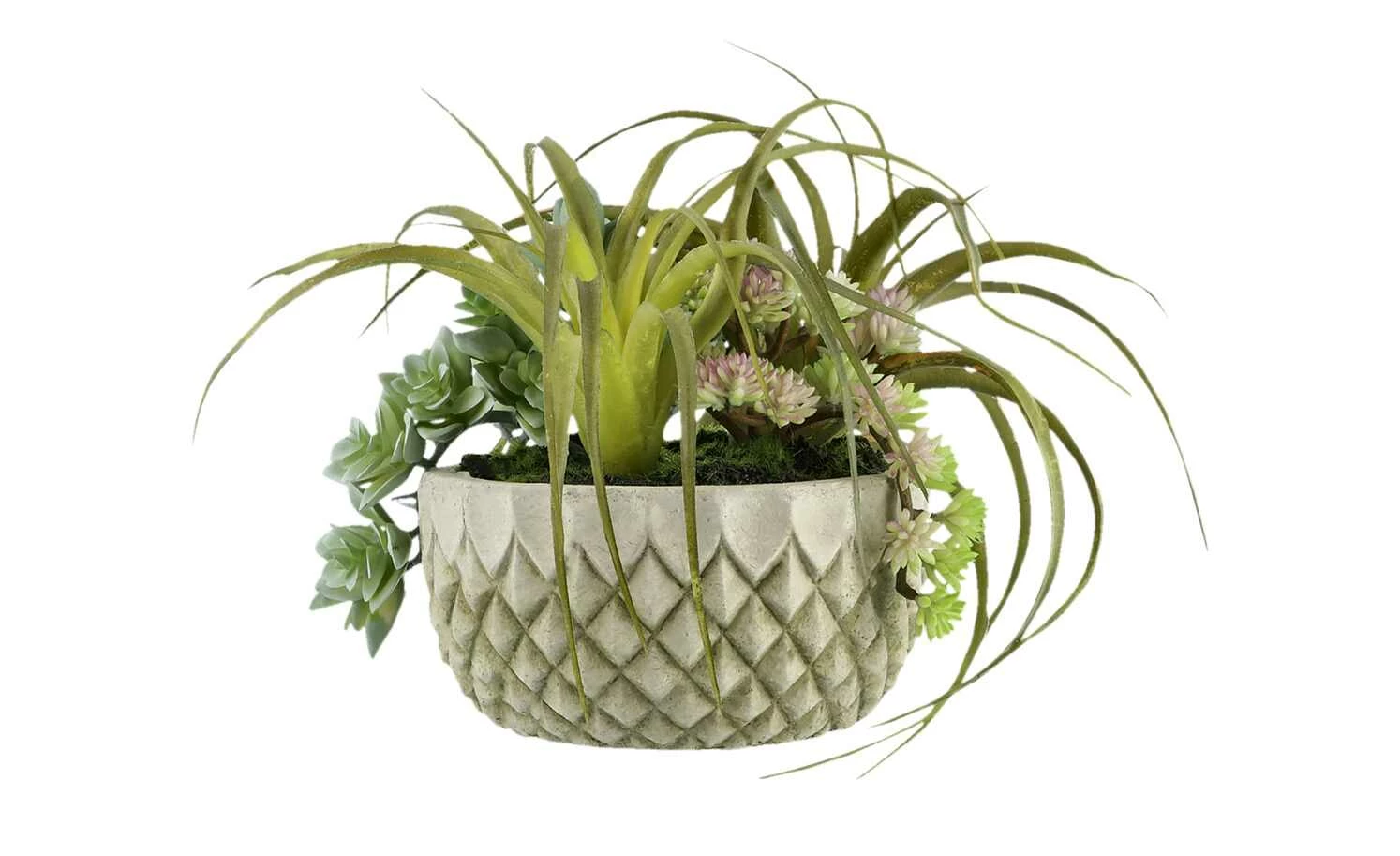 Sukkulentenmix im Zementtopf 2 Sukkulentenmix im Zementtopf – Bild 2
