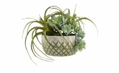 Sukkulentenmix im Zementtopf 7 Sukkulentenmix im Zementtopf -Accessoires Verkäufe 597291 2 202103081240