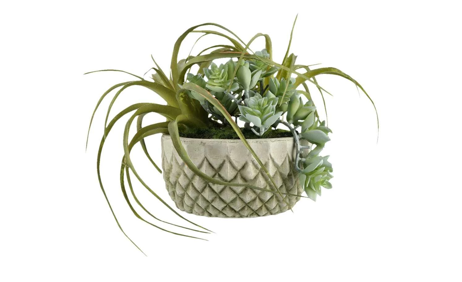 Sukkulentenmix im Zementtopf 3 Sukkulentenmix im Zementtopf – Bild 3