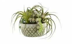 Sukkulentenmix im Zementtopf