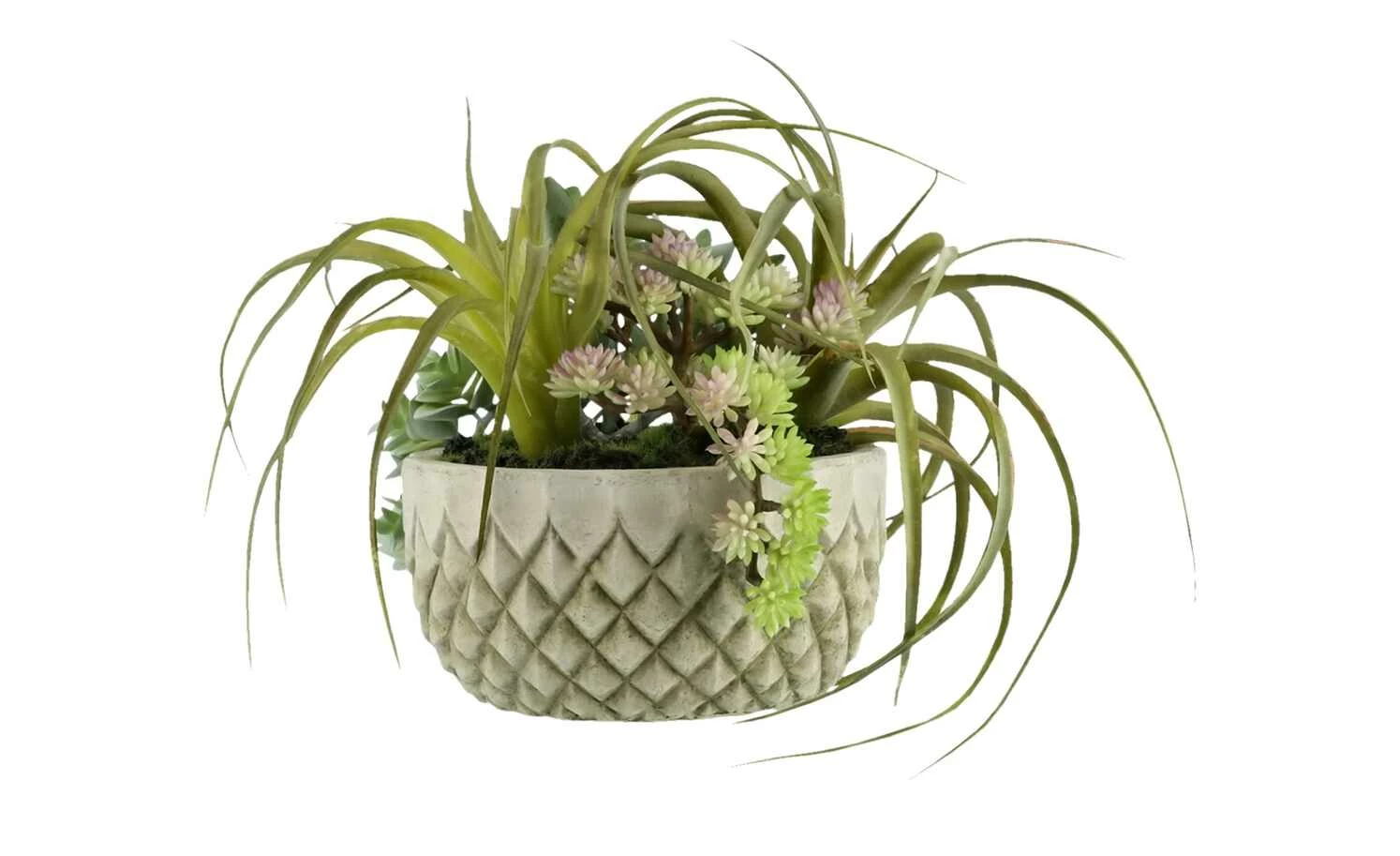 Sukkulentenmix im Zementtopf 1 Sukkulentenmix im Zementtopf