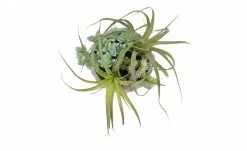 Sukkulentenmix im Zementtopf 9 Sukkulentenmix im Zementtopf -Accessoires Verkäufe 597291 5 202103081240