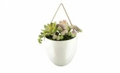 Sukkulentenmix | 18|cm