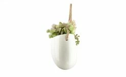 Sukkulentenmix | 18|cm -Accessoires Verkäufe 597292 6 202103081239