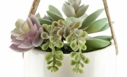 Sukkulentenmix | 13|cm -Accessoires Verkäufe 597293 3 202103081240