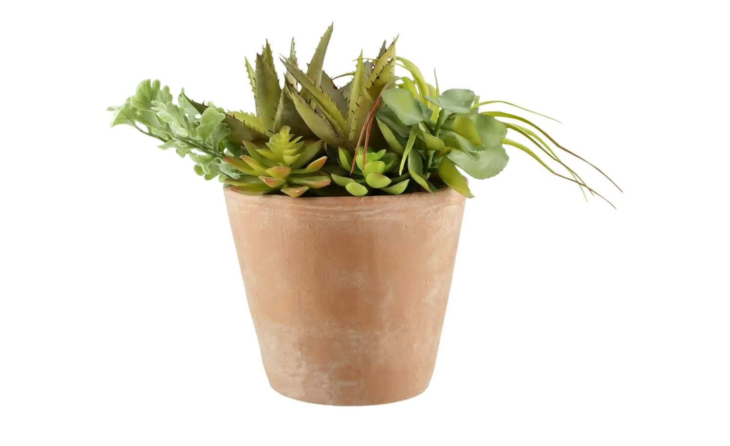 Sukkulentenmix im Zementtopf 1 Sukkulentenmix im Zementtopf