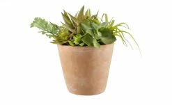 Sukkulentenmix im Zementtopf 7 Sukkulentenmix im Zementtopf -Accessoires Verkäufe 597294 3 202102232235
