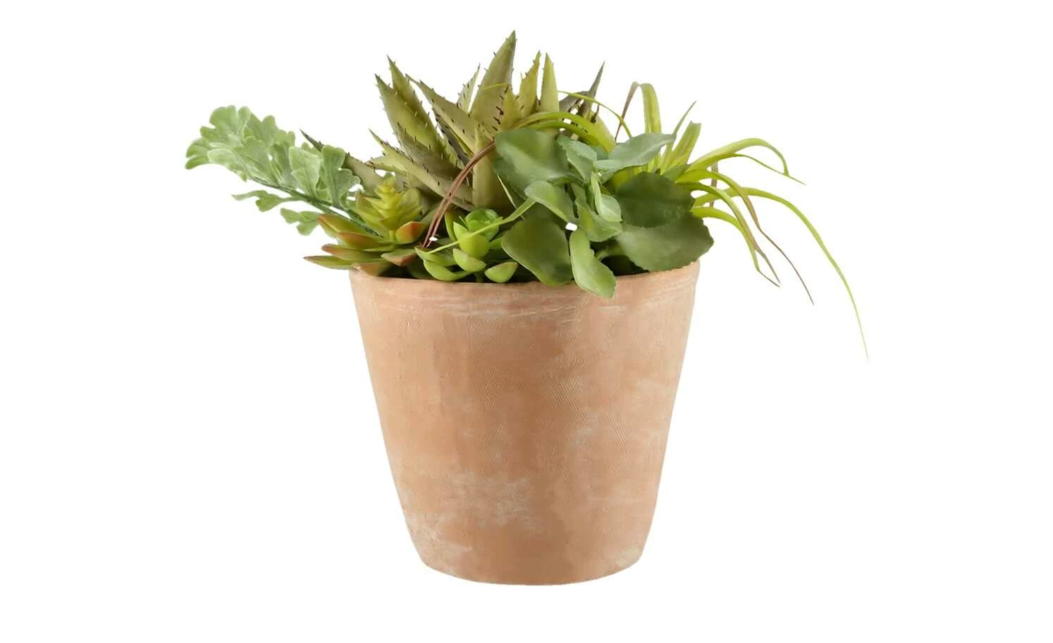 Sukkulentenmix im Zementtopf 3 Sukkulentenmix im Zementtopf – Bild 3