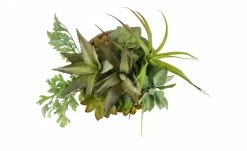 Sukkulentenmix im Zementtopf 8 Sukkulentenmix im Zementtopf -Accessoires Verkäufe 597294 4 202102232235