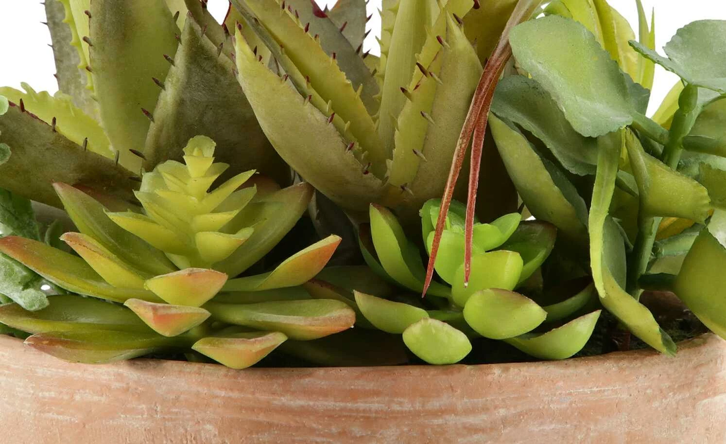 Sukkulentenmix im Zementtopf 5 Sukkulentenmix im Zementtopf – Bild 5