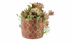 Sukkulentenmix im Zementtopf -Accessoires Verkäufe 597295 3 202103081240