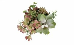 Sukkulentenmix im Zementtopf -Accessoires Verkäufe 597295 4 202103081240