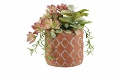 Sukkulentenmix im Zementtopf