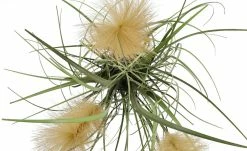 Pampasgras -Accessoires Verkäufe 597336 2 202108201246