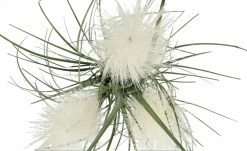 Pampasgras -Accessoires Verkäufe 597337 6 202108201248