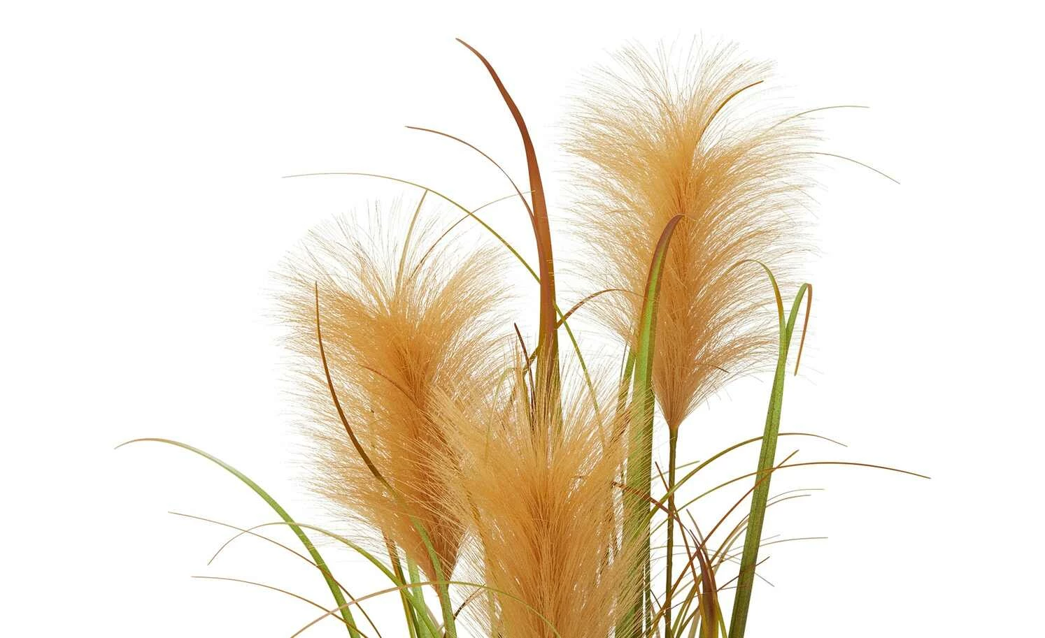 Pampasgras 2 Pampasgras – Bild 2