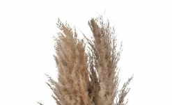 Pampaswedel, 3er Bündel -Accessoires Verkäufe 597374 2 202202222232