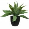 Agave getopft