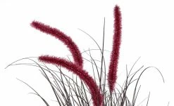 Acalyphagras getopft -Accessoires Verkäufe 597543 4 202201192235