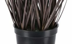 Acalyphagras getopft -Accessoires Verkäufe 597543 5 202201192235