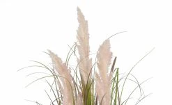 Pampasgras -Accessoires Verkäufe 597561 2 202204291233