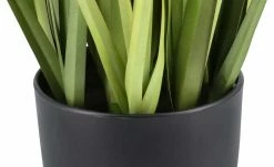 Pampasgras getopft -Accessoires Verkäufe 597562 3 202204291233