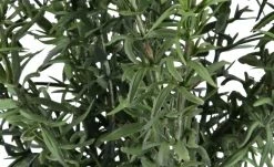 Rosmarin getopft -Accessoires Verkäufe 597579 2 202207141250