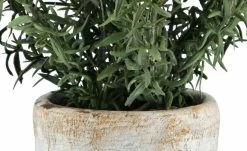 Rosmarin getopft -Accessoires Verkäufe 597579 3 202207141250